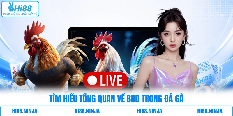 Tìm hiểu tổng quan về BDD trong đá gà 